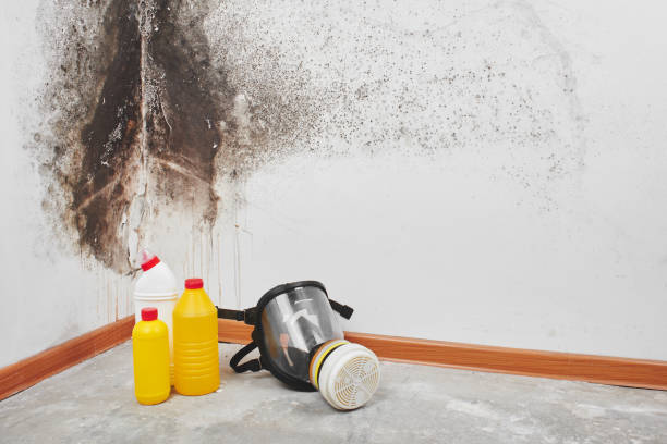 Best Localized Mold Remediation (e.g., coastal areas, humid climates) in Franklin Center, NJ
