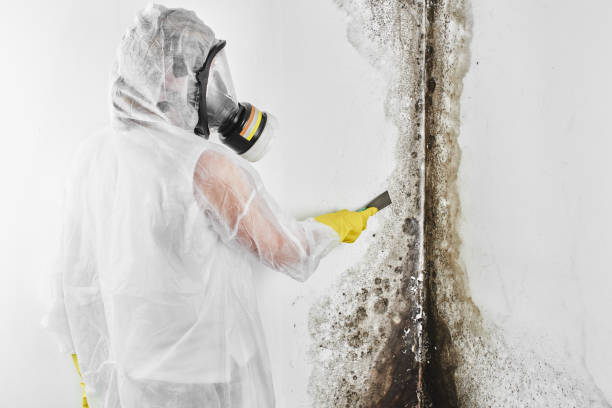 Best Residential Mold Remediation in Franklin Center, NJ