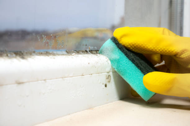 Best Kitchen Mold Remediation in Franklin Center, NJ