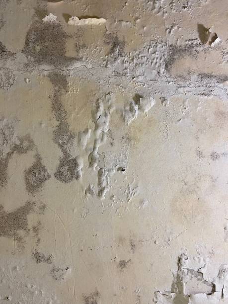 Best Emergency Mold Remediation in Franklin Center, NJ