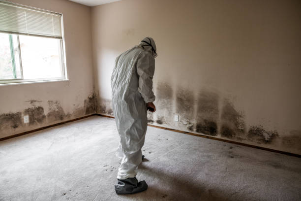 Best Residential Mold Remediation in Franklin Center, NJ