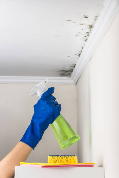 Best Black Mold Remediation in Franklin Center, NJ