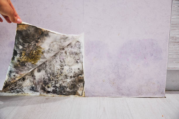 Best Mold Remediation for Schools in Franklin Center, NJ